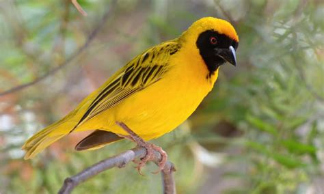  The Weaver Birds! A Timeless Colombian Folktale Exploring Fate and Community